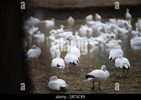 Grand troupeau d'oies des neiges reposant sur un étang calme, regroupé à travers l'eau réfléchissante dans l'habitat des terres humides pendant l'escale migratoire Banque D'Images