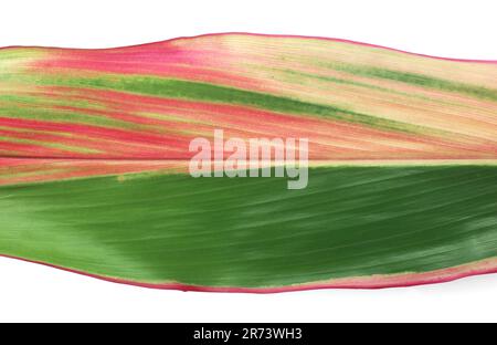 Feuille de Dieffenbachia (canne mue) isolée sur du backgroun blanc Banque D'Images