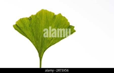 Feuilles vertes d'un ginkgo biloba au printemps. Arbre de Maidenhair. Banque D'Images