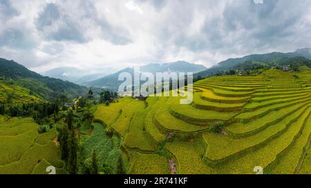 Majestueux champs en terrasse dans le district de Mu Cang Chai, province de Yen Bai, Vietnam. Champs de riz prêts à être récoltés dans le nord-ouest du Vietnam. Banque D'Images