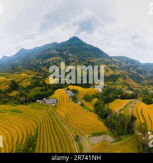 Majestueux champs en terrasse dans le district de Mu Cang Chai, province de Yen Bai, Vietnam. Champs de riz prêts à être récoltés dans le nord-ouest du Vietnam. Banque D'Images