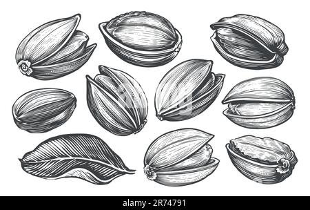 Pistaches décorées dans un style vintage. Illustration du vecteur d'esquisse des écrous et des feuilles dessinés à la main Illustration de Vecteur