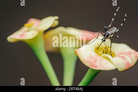 Moustiquaire perchée sur la fleur d'Euphorbia milii, foyer sélectif, Macro insecte. Banque D'Images