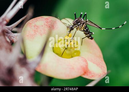 Moustiquaire perchée sur la fleur d'Euphorbia milii, foyer sélectif, Macro insecte. Banque D'Images