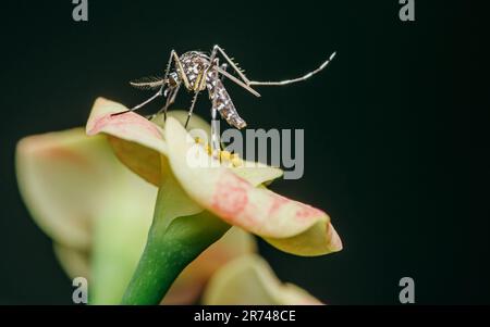 Moustiquaire perchée sur la fleur d'Euphorbia milii, foyer sélectif, Macro insecte. Banque D'Images