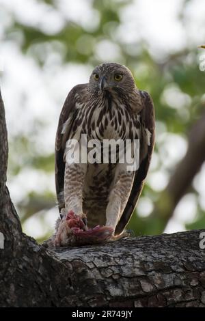 Aigle faucon interchangeable avec repas inachevé Banque D'Images