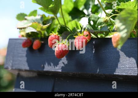 Berlin, Allemagne. 09th juin 2023. Les fraises poussent dans un jardin de Berlin. Credit: Jessica Liquetzki/dpa/Alay Live News Banque D'Images