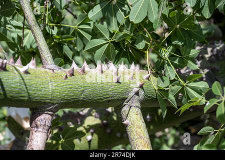 Le gros plan des épines sur le tronc et les branches de la soie de soie ou de soie de soie de soie (Ceiba speciosa, anciennement Chorisia speciosa), est un membre de Banque D'Images