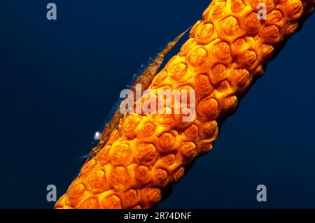 Crevettes commensales, Hamodactylus cf noumeae, on Corail whip, ordre des Alcyonacées, rivière Surai, Île de Wetar, Moluques, Indonésie Banque D'Images