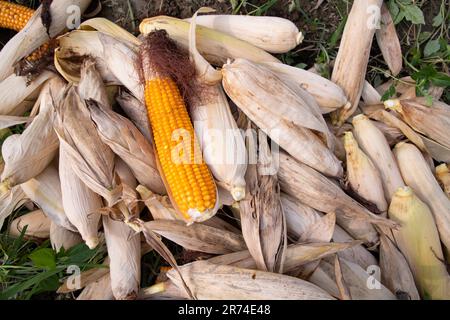Un concept de fond de texture agricole de épis de maïs biologiques mûrs dans le champ Banque D'Images