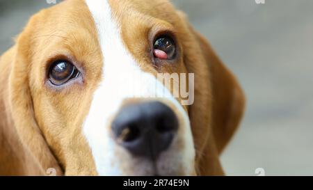 Le chien Beagle souffre d'une maladie des cerisiers. Banque D'Images