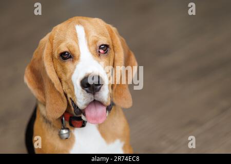 Le chien Beagle souffre d'une maladie des cerisiers. Banque D'Images