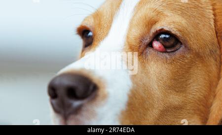 Le chien Beagle souffre d'une maladie des cerisiers. Banque D'Images