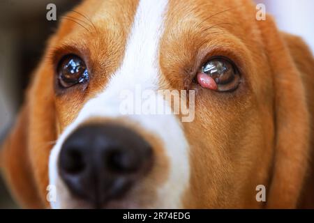 Le chien Beagle souffre d'une maladie des cerisiers. Banque D'Images