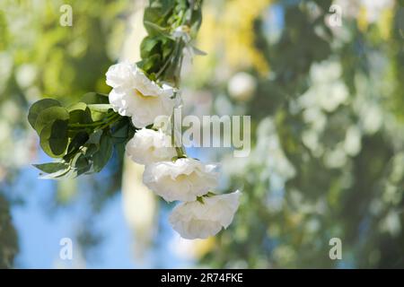 Une magnifique arche réalisée à partir de fleurs décoratives, de bourgeons en cascade et de vignes verdoyantes, au ciel bleu éclatant. Banque D'Images