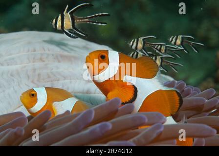 Paire de faux Anemonefish Clown, Amphiprion ocellaris, avec Banggai cardinalfish, Pterapogon kauderni, dans la magnifique mer Anemone, Heteractis magnefic Banque D'Images