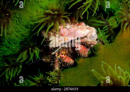 Hermit Crab, Aniculus sp, dans le corail noir de soleil, Tubastrea micrantha, site de plongée de long Beach, Manado, Sulawesi, Indonésie Banque D'Images