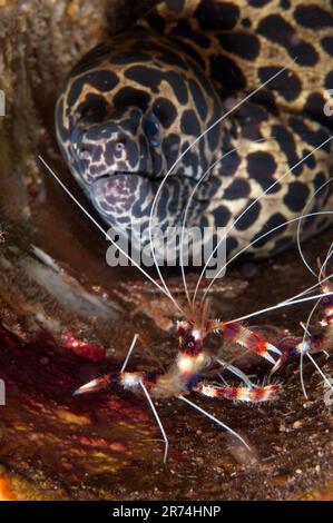 Crevettes boxeurs, Stenopus hispidus, sur l'anguille de Moray à Blackached, Gymnothorax favagineus, Seraya House Reef, Seraya, Karangasem, Bali, Indonésie Banque D'Images