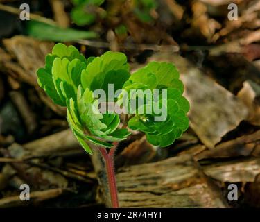 Pousses vertes de croissance, une nouvelle plante de Ranunculus avec un raindrop sur une feuille atteignant pour la lumière. Banque D'Images