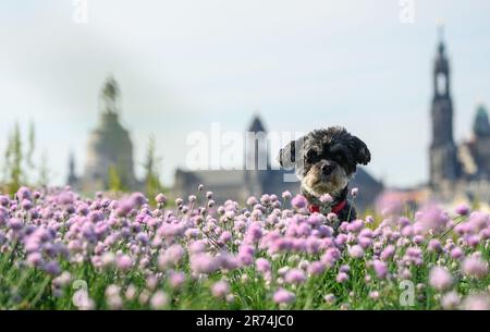 Dresde, Allemagne. 13th juin 2023. Le chien de Bolonka Rosi est assis le matin sur les rives de l'Elbe sur fond de la vieille ville au milieu de ciboulette sauvage. Crédit : Robert Michael/dpa/Alay Live News Banque D'Images