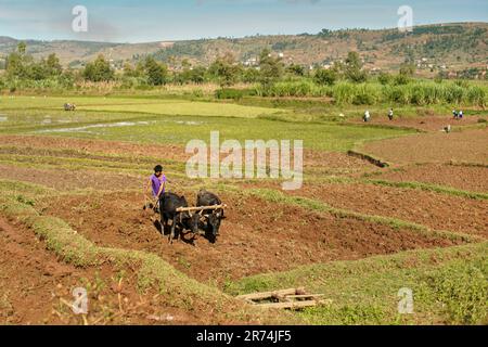 Manandoana, Madagascar - 26 avril 2019: Un agriculteur malgache inconnu labourant le champ de riz avec deux zébu - (bétail en indicine), plus de personnes travaillant dans le dos. IR Banque D'Images