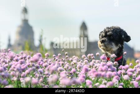 Dresde, Allemagne. 13th juin 2023. Le chien de Bolonka Rosi est assis le matin sur les rives de l'Elbe sur fond de la vieille ville au milieu de ciboulette sauvage. Crédit : Robert Michael/dpa/Alay Live News Banque D'Images