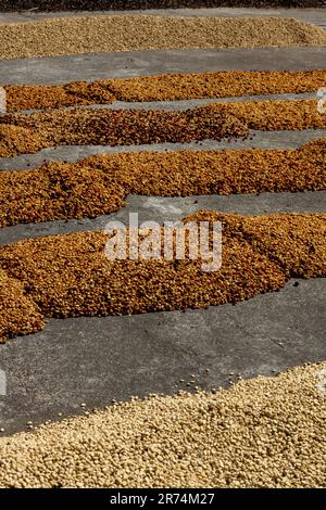 Les cerises de café après la récolte sont répandues au soleil. Le processus sec, le traitement naturel est la vieille façon de traiter le café dans les tropiques, Boque Banque D'Images