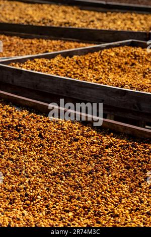 Les cerises de café après la récolte sont répandues au soleil. Le processus sec, le traitement naturel est la vieille façon de traiter le café dans les tropiques, Boque Banque D'Images