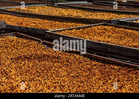Graines de café crues séchées au soleil lumière le matin, ferme de café, Boquete, Panama Banque D'Images