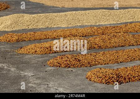 Graines de café crues séchées au soleil lumière le matin, ferme de café, Boquete, Panama Banque D'Images
