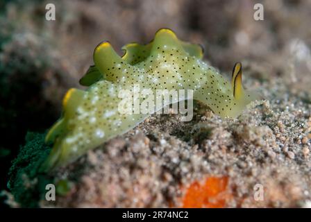 Sappsucking Slug, Elysia ornata, site de plongée de la Mosquée Muck, près de l'île de Reta, près d'Alor, Indonésie Banque D'Images