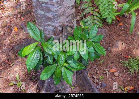 La baie laisse entre les racines d'un arbre dans la forêt de Laurier dans le jardin tropical de Funchal Banque D'Images