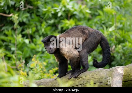 Capucins bruns (Sapajus apella apella) sur le tronc d'arbre regardant la caméra, autres noms: Capucins touffeté ou singe pin. Primate du Nouveau monde dans la famille Banque D'Images