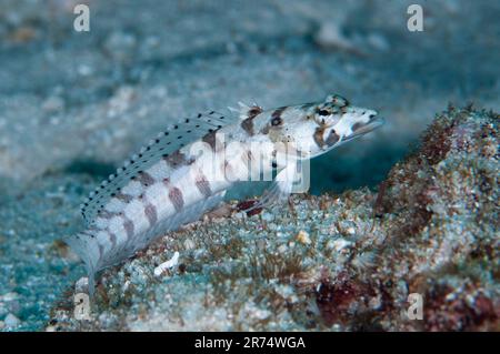 Sandperch réticulé, Parapercis tétracyantha, sur le sable, site de plongée d'Ameth point, Nusa Laut, près d'Ambon, mer de Banda, Moluques, Indonésie Banque D'Images