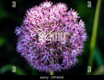Magnifique fleur pourpre décoratif oignon fleur allium dans jardin macro Banque D'Images