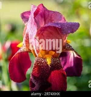 belle fleur d'iris fleur macro Banque D'Images