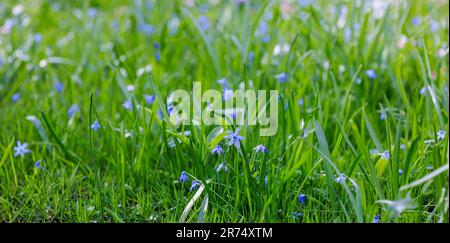 Belle fleur bleue fleurs de printemps Siberian fond de quill, scilla siberica Banque D'Images