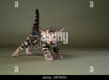 petit chaton bengale qui se méfait avec la queue relevée. Studio plein corps tourné sur fond vert olive avec espace de copie Banque D'Images