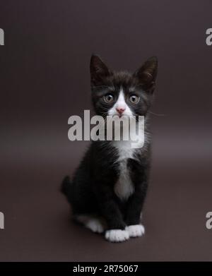 Tuxedo kitten noir et blanc regardant l'appareil photo curieusement, photographie de studio, arrière-plan brun foncé neutre avec espace de copie Banque D'Images