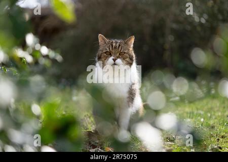 British Shorthair chat assis dans le jardin regardant directement la caméra. Banque D'Images