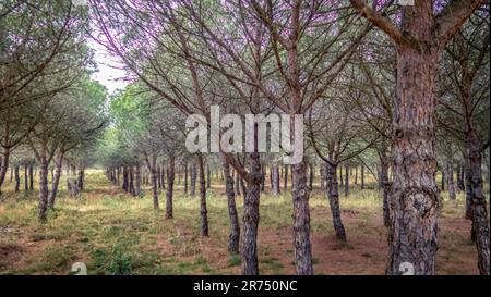 Forêt de pins près de Fleury d'Aude. Le décret napoléonien de 1857 a abouti à la plantation de pins maritimes. Banque D'Images