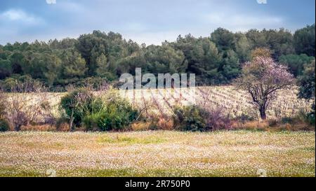 Vignoble près de Fleury d'Aude en hiver. Banque D'Images