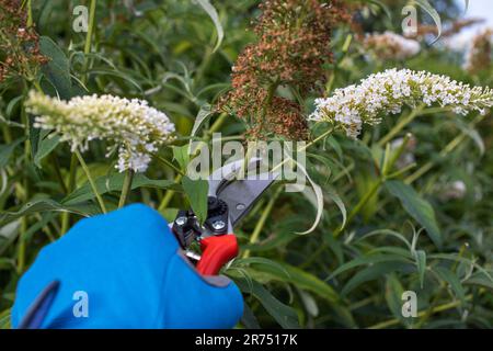 Panicules de fleurs décolorées d'un lilas d'été 'White Profusion', coupé avec des ciseaux de jardin de dérivation, jardin, Banque D'Images