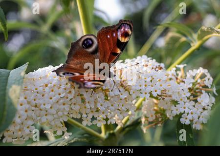 Papillon de paon, 'Inachis io', sur les panicules de fleurs d'un buisson de papillon, 'White Profusion', jardin, Banque D'Images