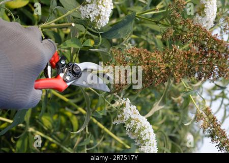 Panicules de fleurs décolorées d'un lilas d'été 'White Profusion', coupé avec des ciseaux de jardin de dérivation, jardin, Banque D'Images