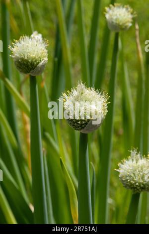 Fleurs blanches de ciboulette dans le jardin, Allium fistulosum, gros plan et fond vert Banque D'Images