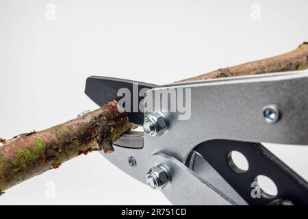 Cisaille pour branches à enclume, lame de coupe, branche, détail, fond blanc, Banque D'Images