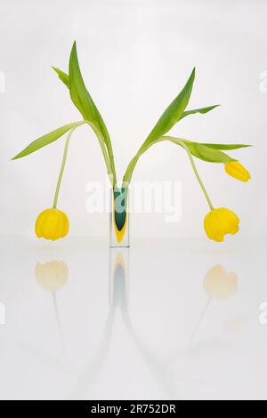 Vase en verre de Murano avec trois tulipes jaunes Banque D'Images