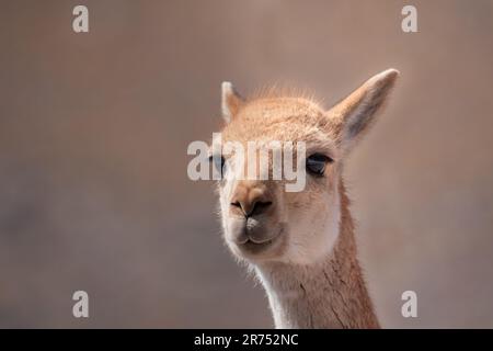 Portraits de vigogne dans le désert d'Atacama Banque D'Images