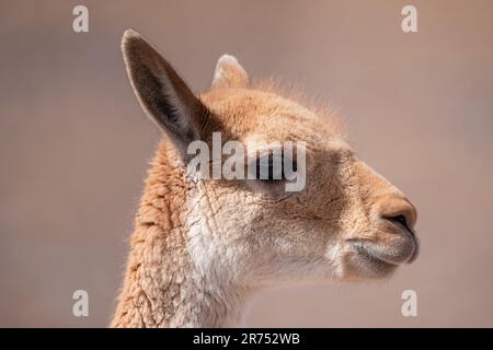 Portraits de vigogne dans le désert d'Atacama Banque D'Images